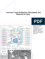 Functional Tissue Architecture, Homeostasis, and Responses To Injury