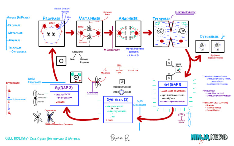 Interphase and Mitosis Overview | PDF | Mitosis | Cell Biology