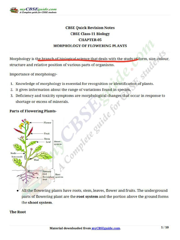 11 Biology Notes ch05 Morphology of Flowering Plants | PDF