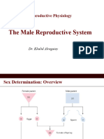 12 Male Reproductive System