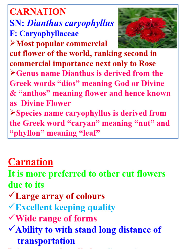 Carnation | Download Free PDF | Botany | Plants