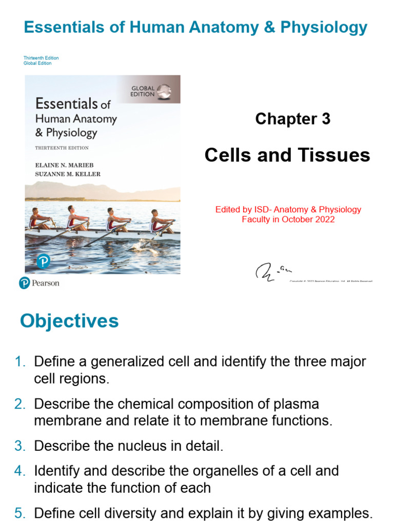 Ch03 Cells-Tissue - Ed Oct 2022 | PDF | Epithelium | Cell Membrane