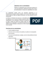 Importancia Del Metabolismo de Los Carbohidratos