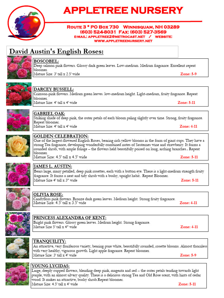 English, Knock Out, Rugosa Roses Guide | PDF | Rose | Plants