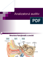 Analizatorul Auditiv