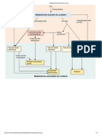 Metabolismo Secundario FR