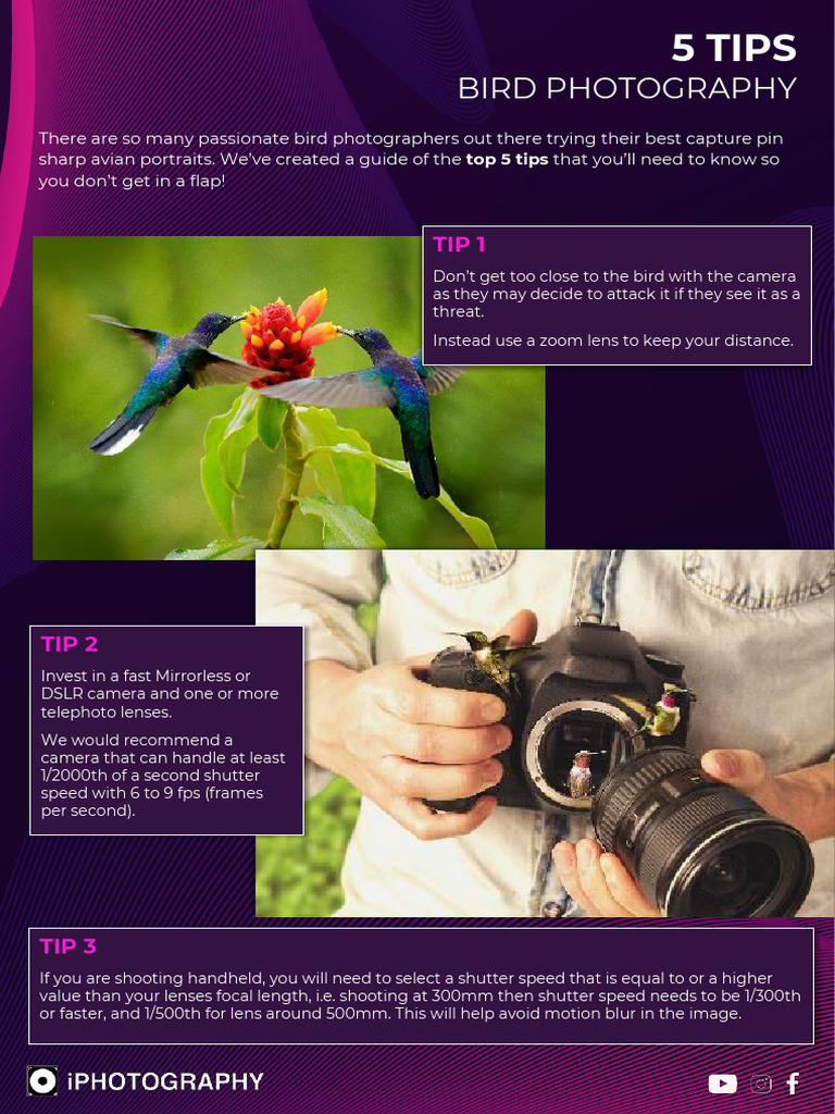 BIRD PHOTOGRAPHY TIPS PDF FIELD GUIDE visual data 2