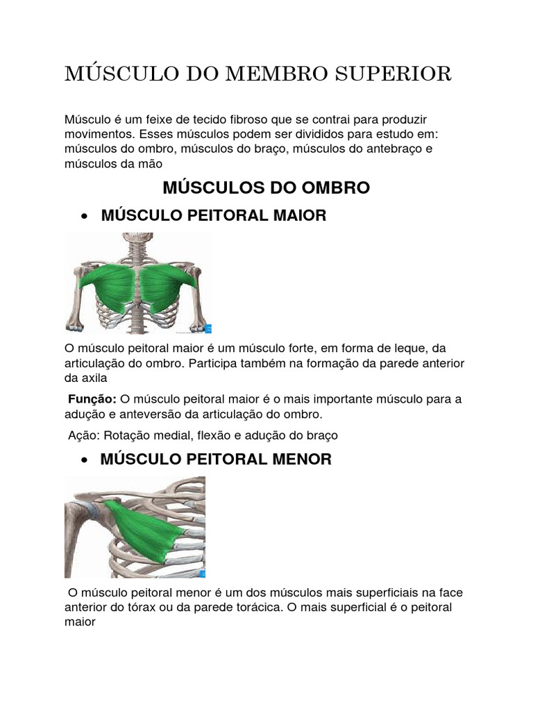 Anatomia dos Músculos do Ombro | PDF | Cotovelo | Ombro, image size:768x1024