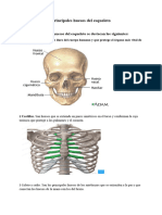 Principales Huesos Del Esqueleto