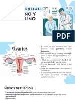 Sistema Genital, Masculino y Femenino