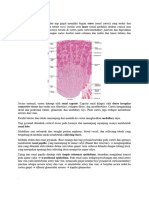 Histology of Kidney