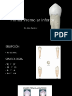 Primer Premolar Inferior