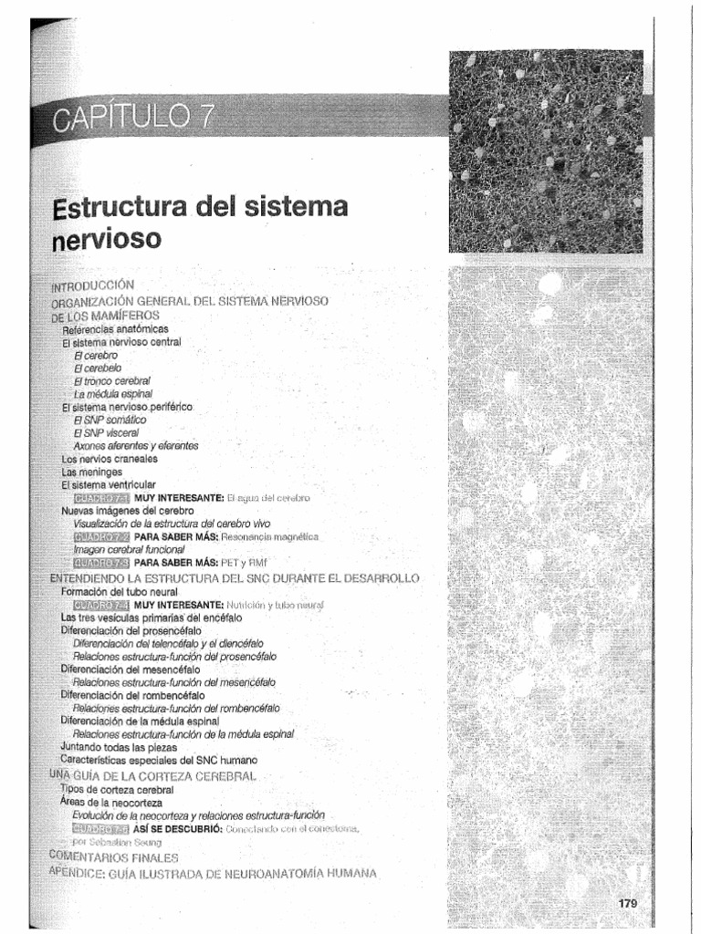 Estructura Del Sistema Nervioso Unidad 2 Pdf