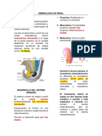 Embriologia de Renal