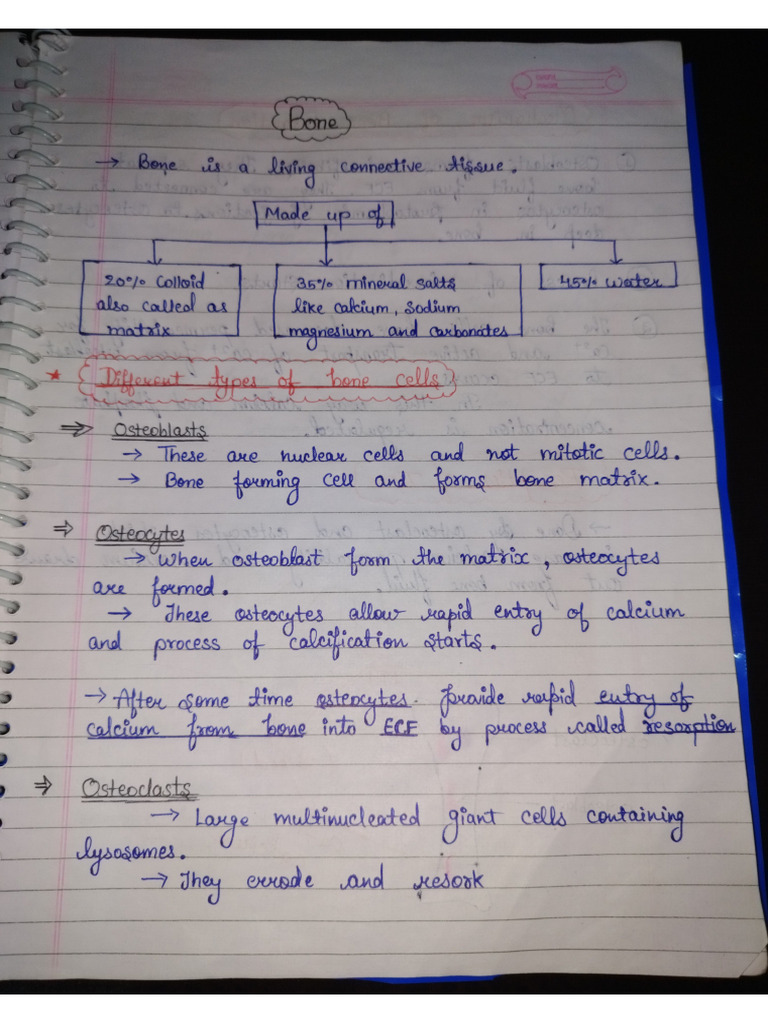 Endocrine System Part 2 Pdf