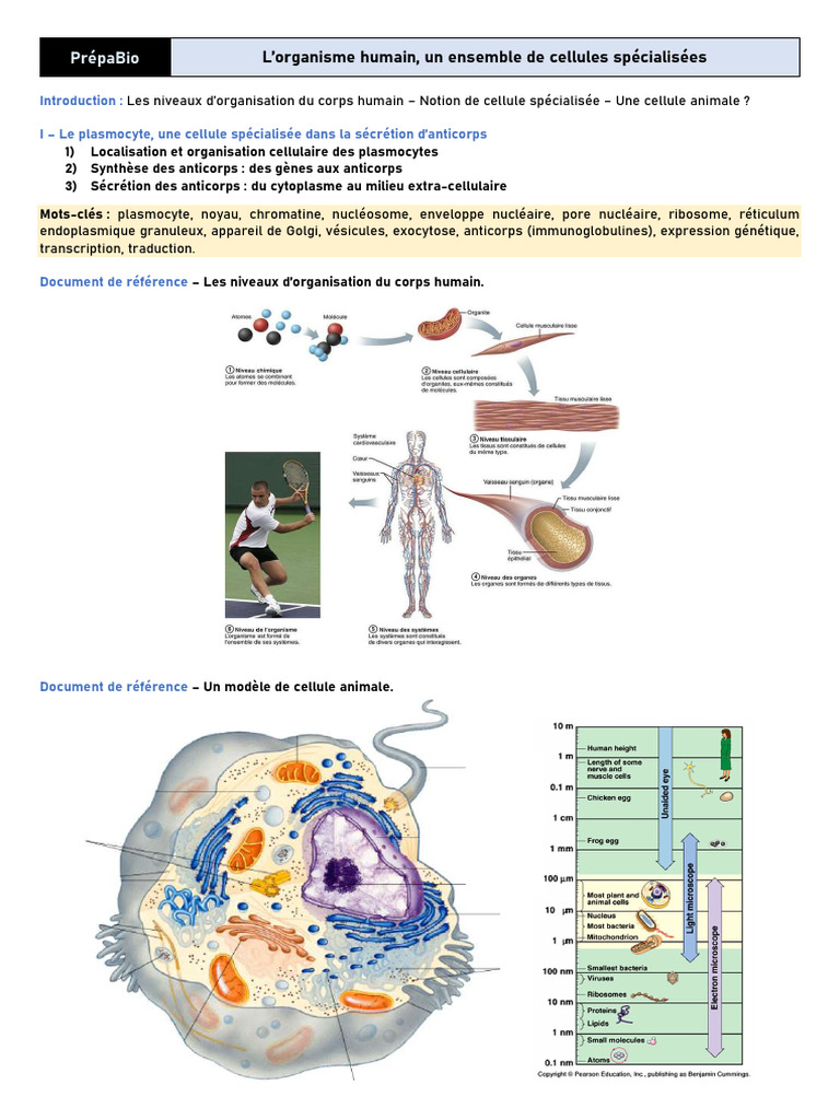 Plasmocytes : Sécrétion d'anticorps expliquée | PDF | Noyau (biologie ...