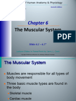 Week 6 Muscular System