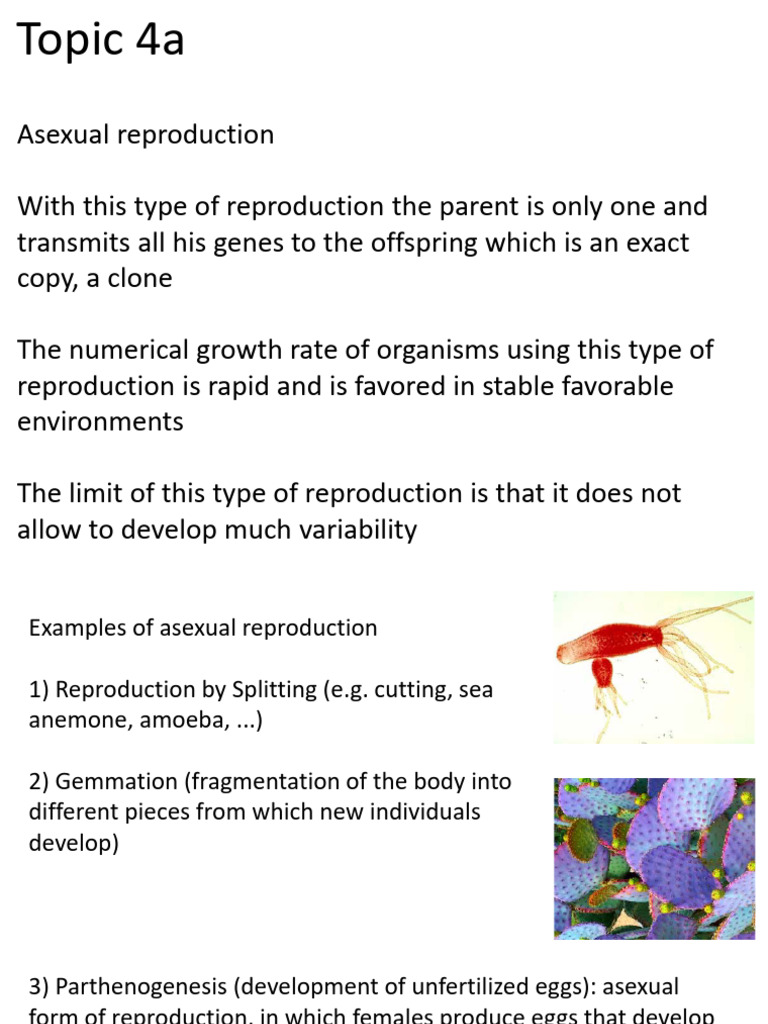 Asexual vs Sexual Reproduction Explained | PDF | Dominance (Genetics ...