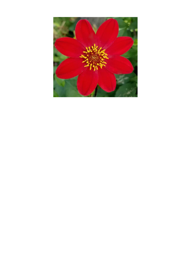Flor 1 | PDF