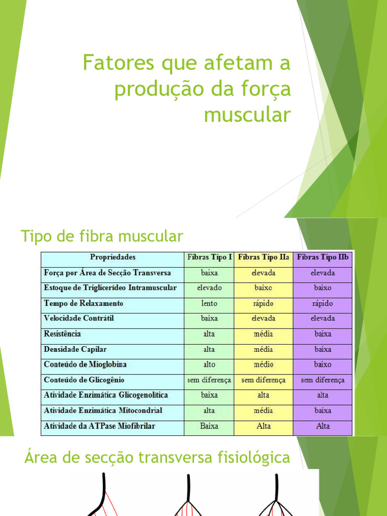 Fatores que Influenciam a Força Muscular | PDF
