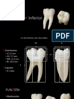 Primer Molar Inferior