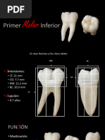 Anatomía del Canino Inferior | PDF | Anatomia dental | Boca