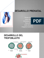 Desarollo Prenatal