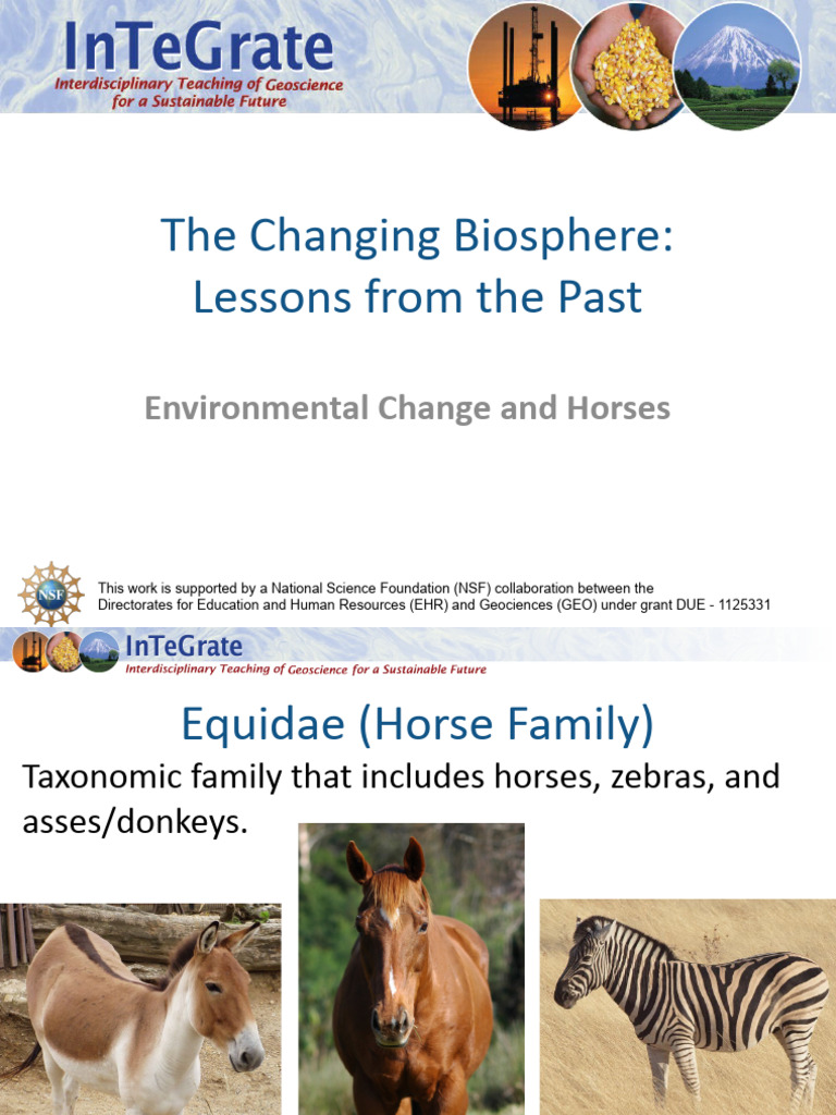 Equidae Powerpoint.v8 | PDF | Equus (Genus) | Horses