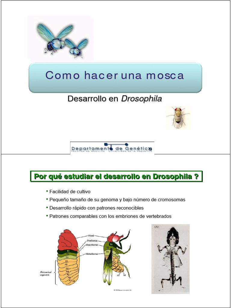 03 Desarrollo Drosophila | PDF | Drosophila melanogaster | La expresion ...