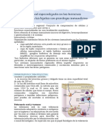 Inmunidad Especializada en Las Barreras Epiteliales y en Los Tejidos Con Privilegio Inmunitario