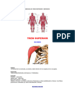 Musculos Tren Superior e Inferior