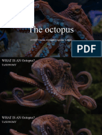 The Octopus 2