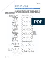 Script Structure ADN Et Mitose - CURV