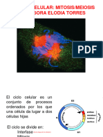 3C - RESUM Mitosis y Meiosis-Sqp3