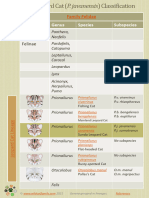 Sunda Leopard Cat Classification Chart