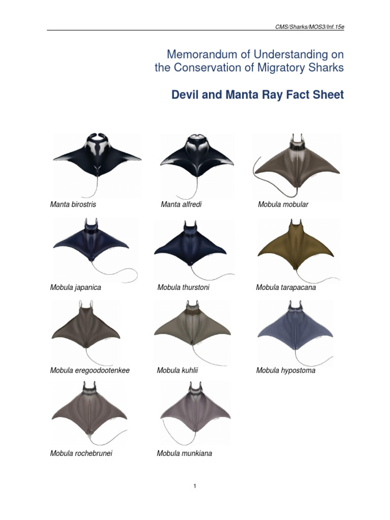 Cms - Sharks-Mos3 - Inf.15 - e - Mobulid Rays | PDF | Fish