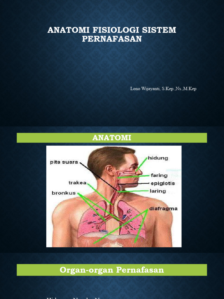 Anatomi Fisiologi Sistem Pernafasan | PDF