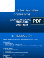 Tema 5.1. Capas Caballos 23-24