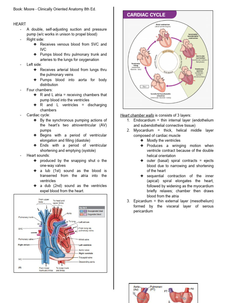 Anatomy of The Heart & Its Valves | PDF | Heart Valve | Atrium (Heart)