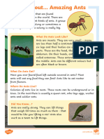 T SC 2550067 ks1 Amazing Ants Fact File - Ver - 5