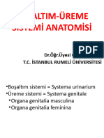 Anatomi 10 - Ürogenital Sisem