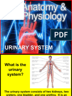 Anatomy Uninary System