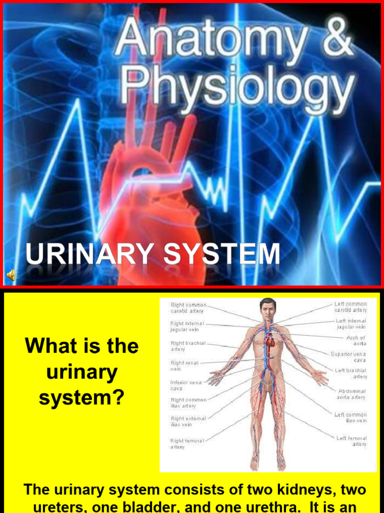 Anatomy Uninary System | PDF | Kidney | Urinary Incontinence