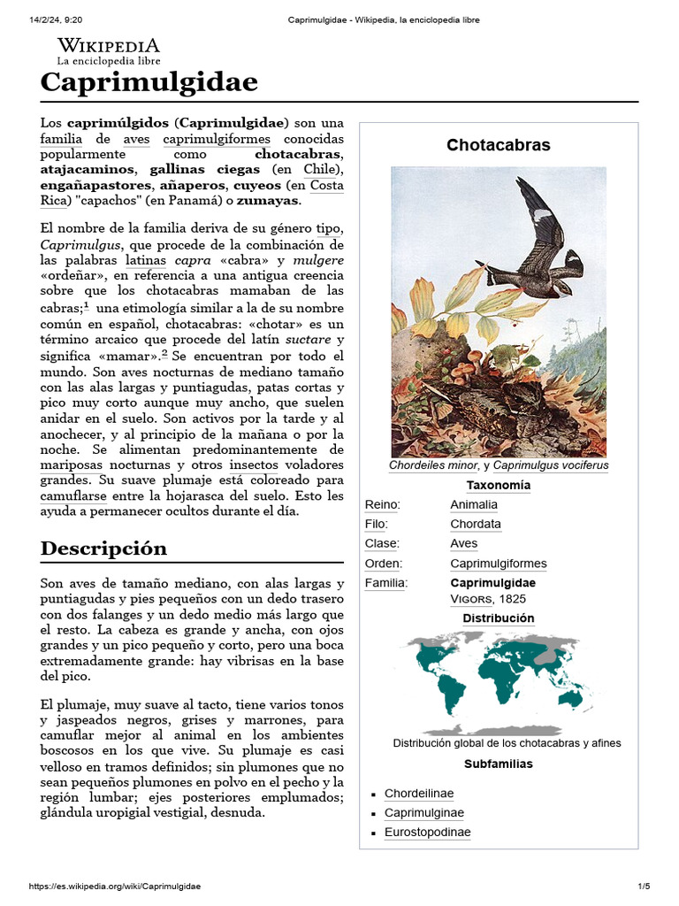 Chotacabras: Aves Nocturnas y Camuflajeadas | PDF | Ciencias sociales ...