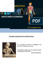 Anatomia - Sistema Esquelético Faminas