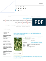 Arbori Foiosi ACER PLATANOIDES DRUMMONDII 10 - 12 Circumf Trunchi (60 Litri)