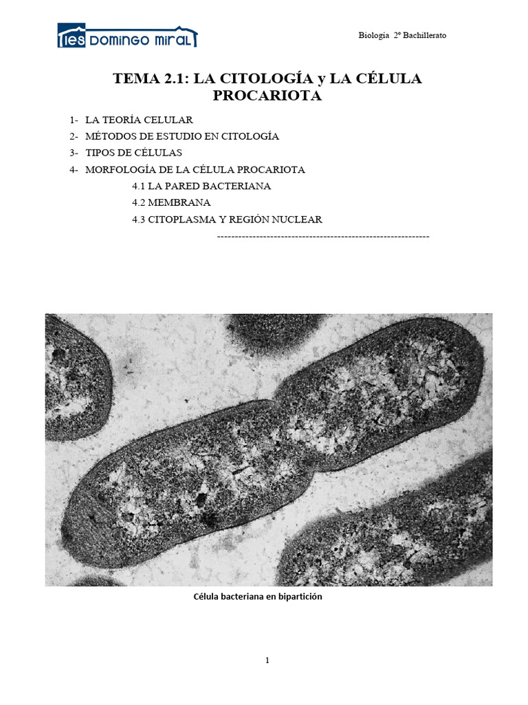 Celula Procariota | PDF | Biología Celular) | Las bacterias