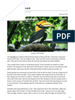 Essay On The Hornbill