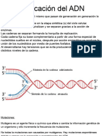 Replicación Del ADN-Mutaciones
