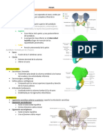 Anatomía Pelvis Cadera